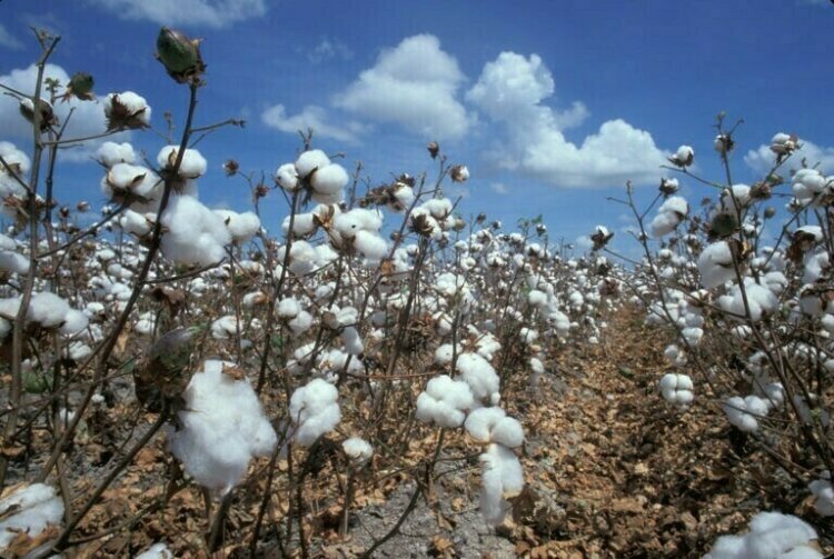 Provincial Cotton Production: A Closer Examine