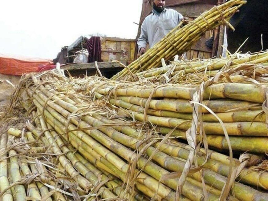 Sugarcane May See a Small Bump, but Big Hurdles Loom