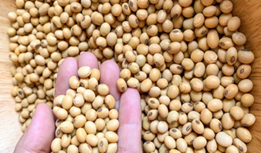 China's Soybean Imports Surge from Brazil, US Market Share Shrinks