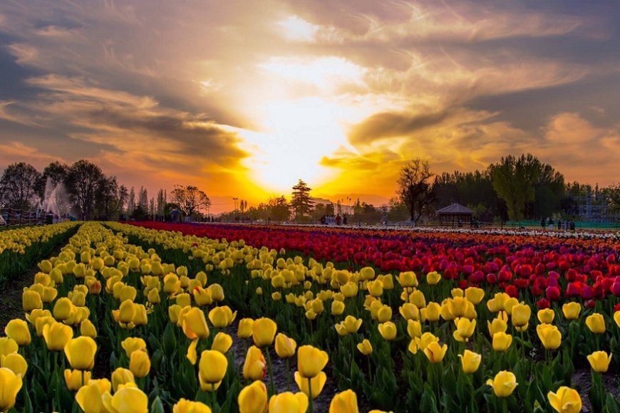 Asia's Largest Tulip Garden Opens its Gates to Tourists