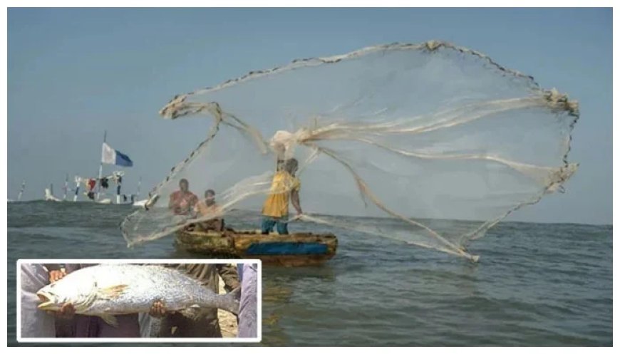 Karachi: Fishermen Catch Billion-Rupee Fish in Nets