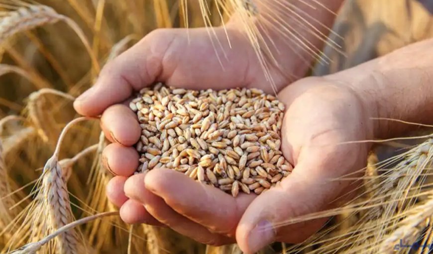 Punjab govt decides not to purchase wheat next year