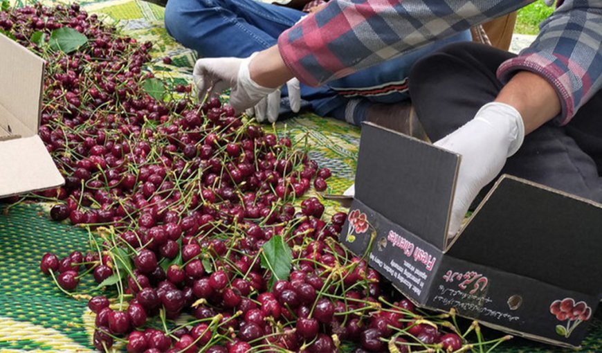 Economic Boom Expected as Pakistan Exports First Cherry Consignment to China