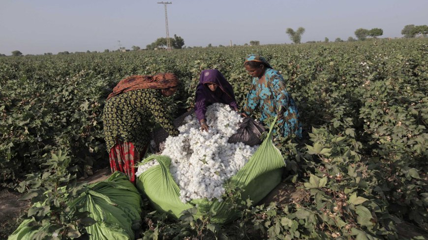 Are Cotton Workers Striking Over New Taxes and Power Tariffs?